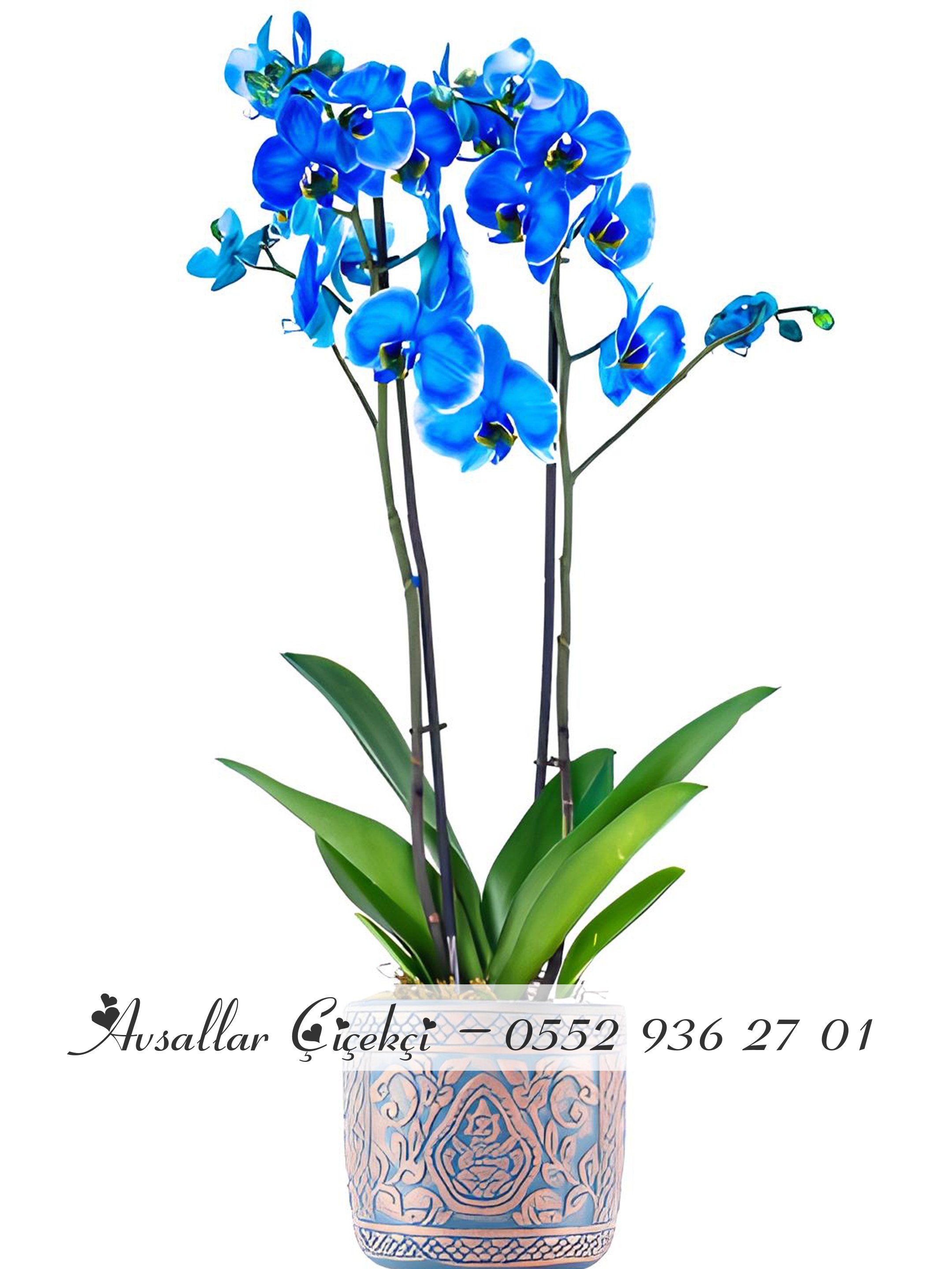 Mavi Çift Dallı Orkide